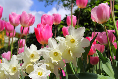 Hvordan plante blomsterløk for en fargerik vårblomstring