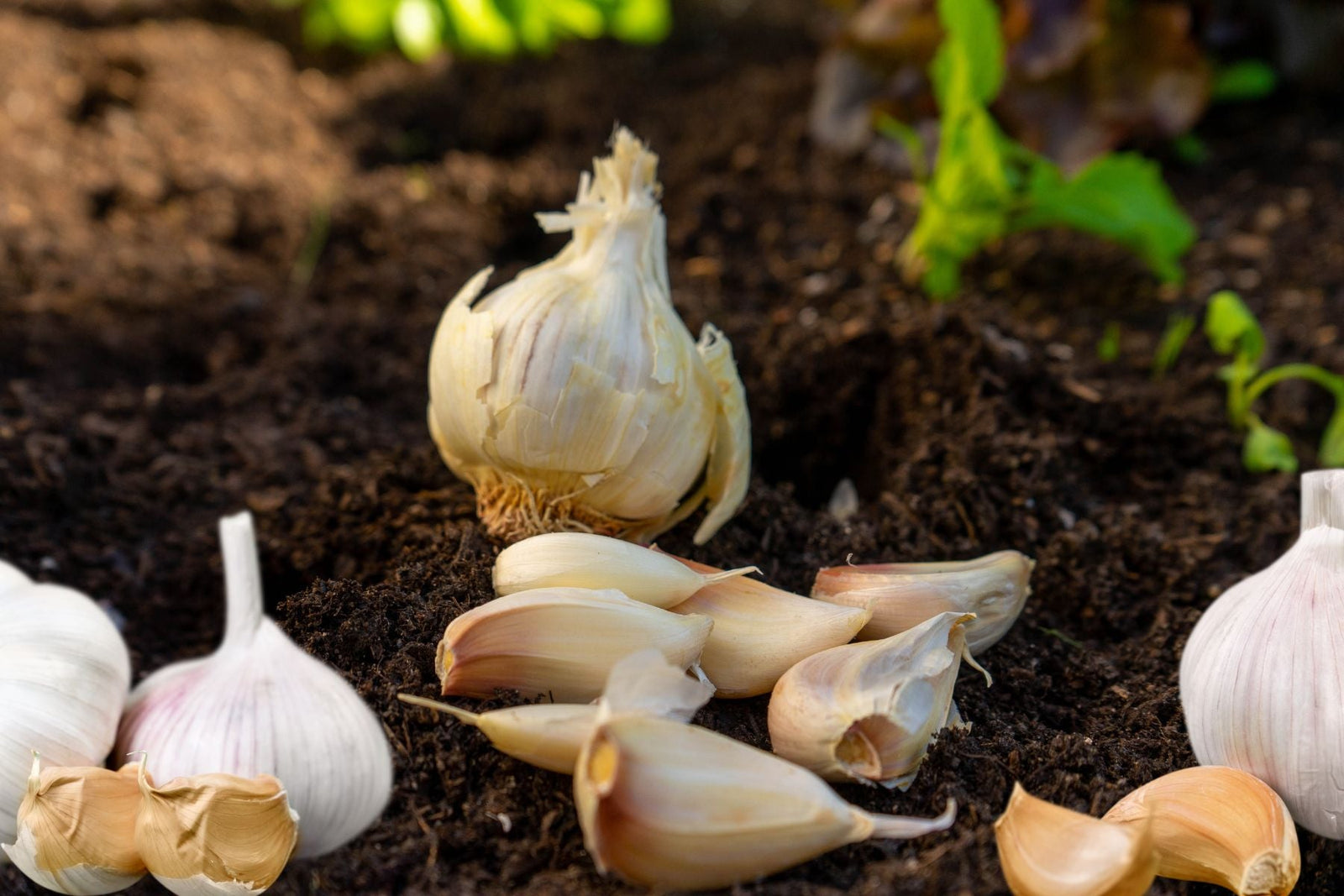 Hvordan plante hvitløk trinn for trinn