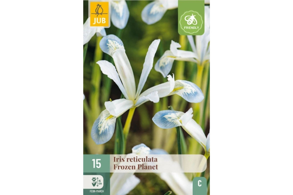 Iris ‘Frozen Planet’ – Tidligblomstrende dvergiris i hvitt og blått (15 blomsterløk)