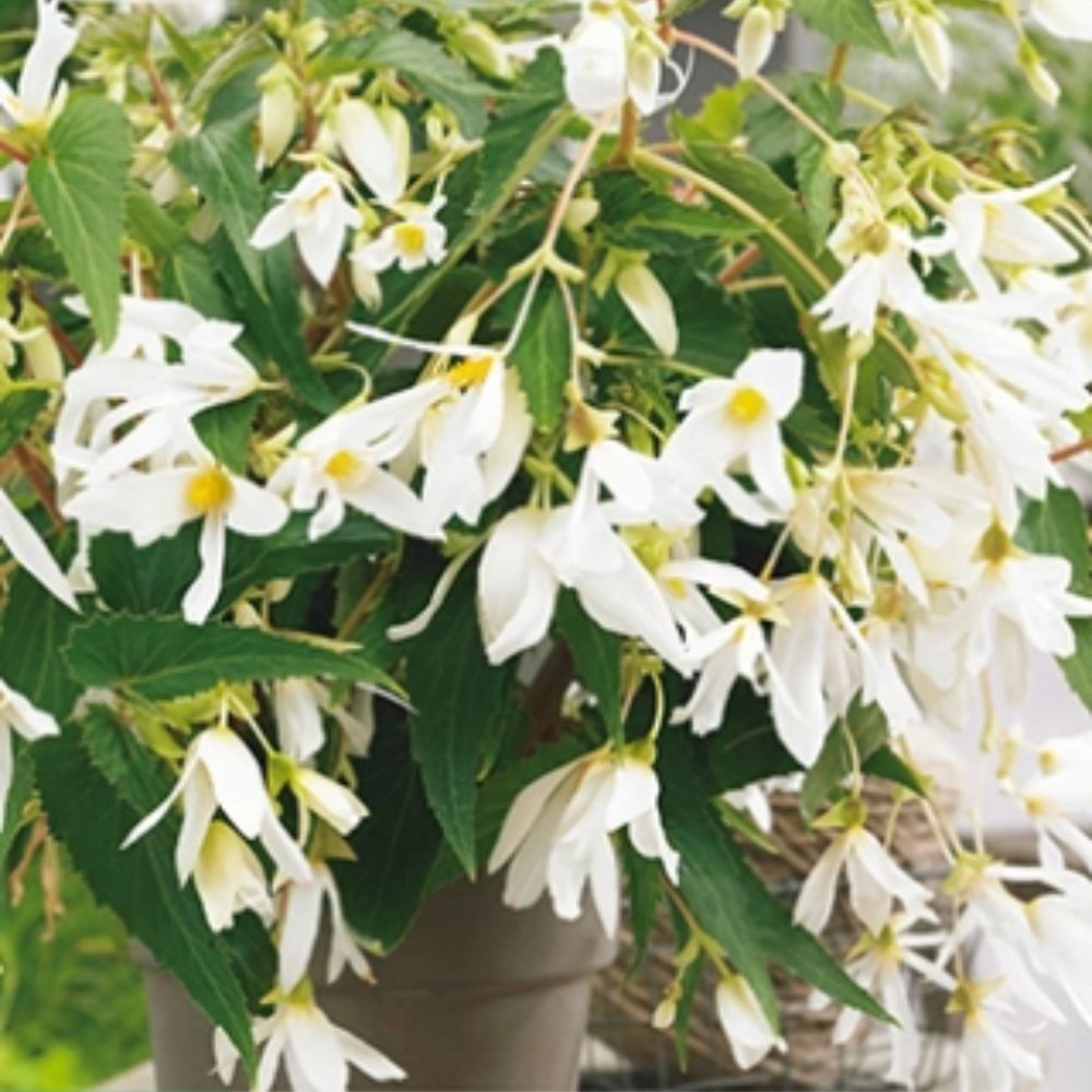 Begonia ‘Santa Barbara’ i blomst med fyldige hvite blomster og grønt bladverk.