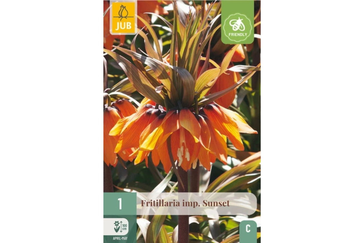 Fritillaria imperialis ‘Sunset’ – Oransje keiserkrone (1 løk, majestetisk og flerårig)