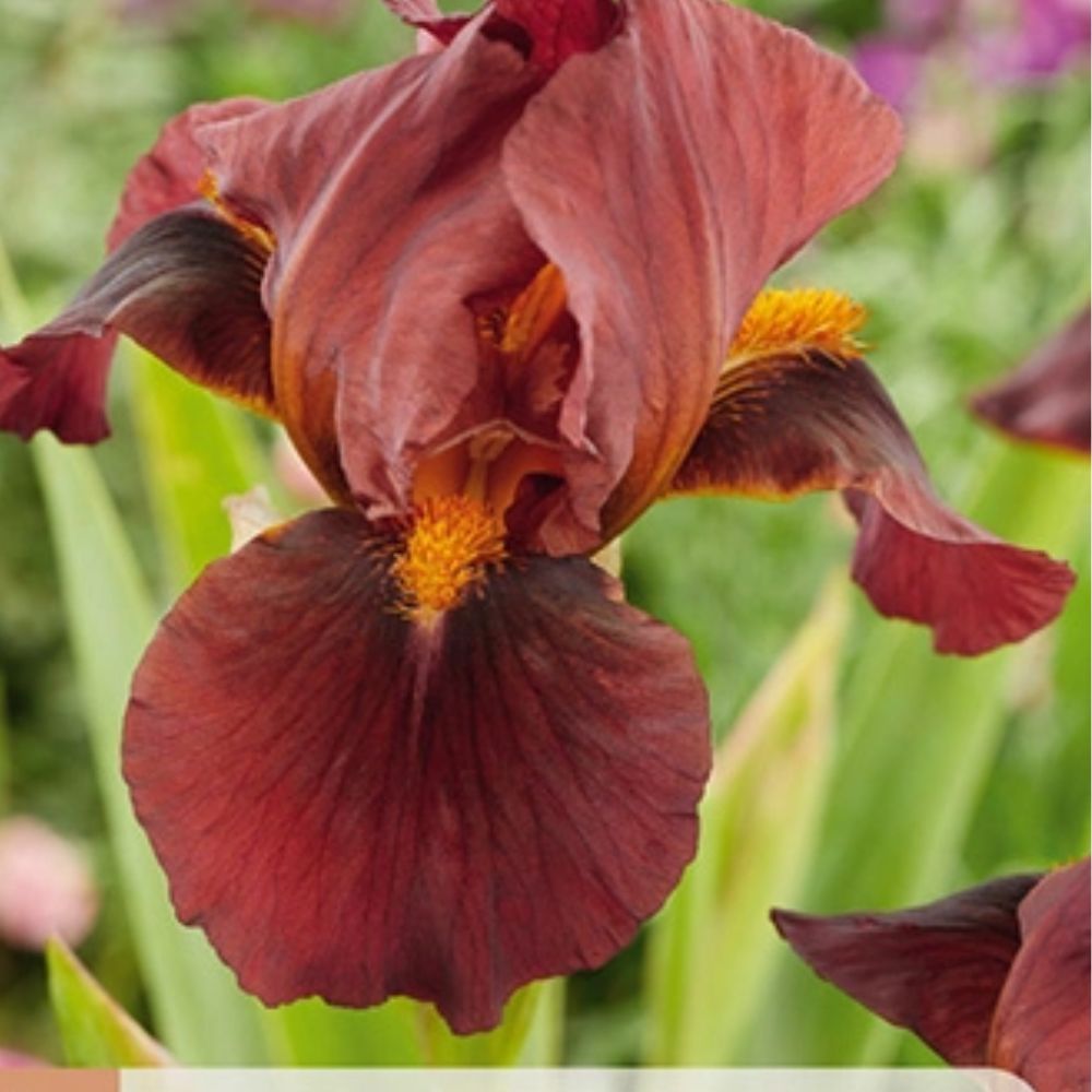 Rød iris Red Zinger i solrikt bed