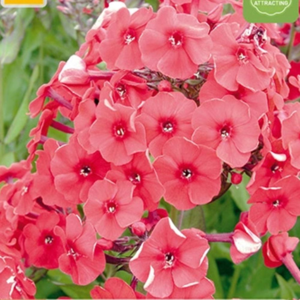 Barrot floks klar for planting i bed