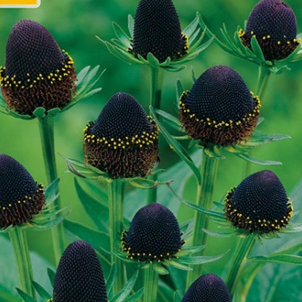 Barrot solhatt klar for planting i staudebed