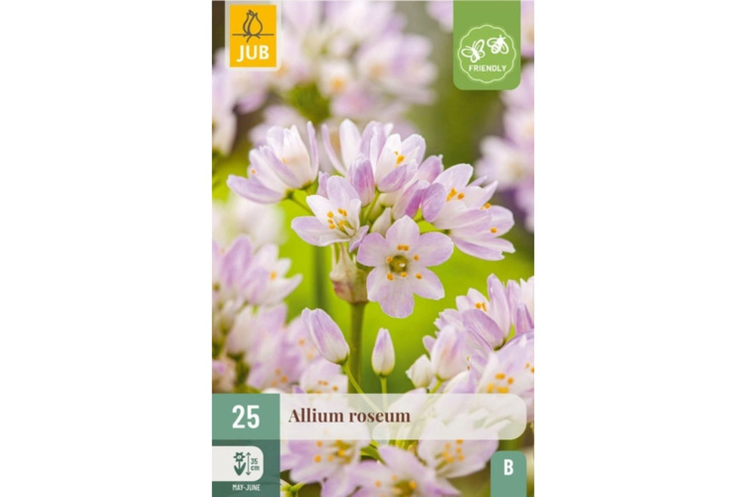 Allium roseum – Vill-løk med sølvrosa blomster (25 blomsterløk, flerårig)