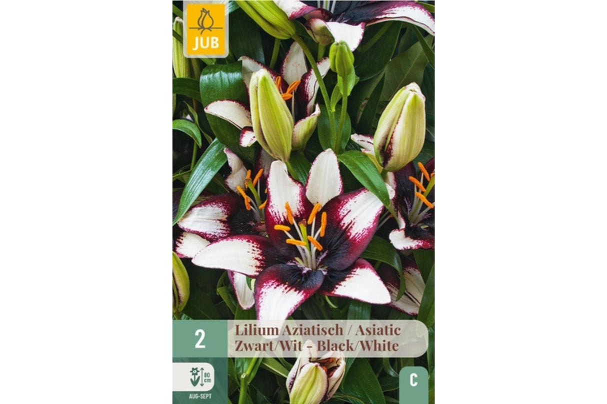 Lilium ‘Easy Spot’ – Hvit asiatisk lilje med dramatisk mørkt sentrum (2 blomsterløk)