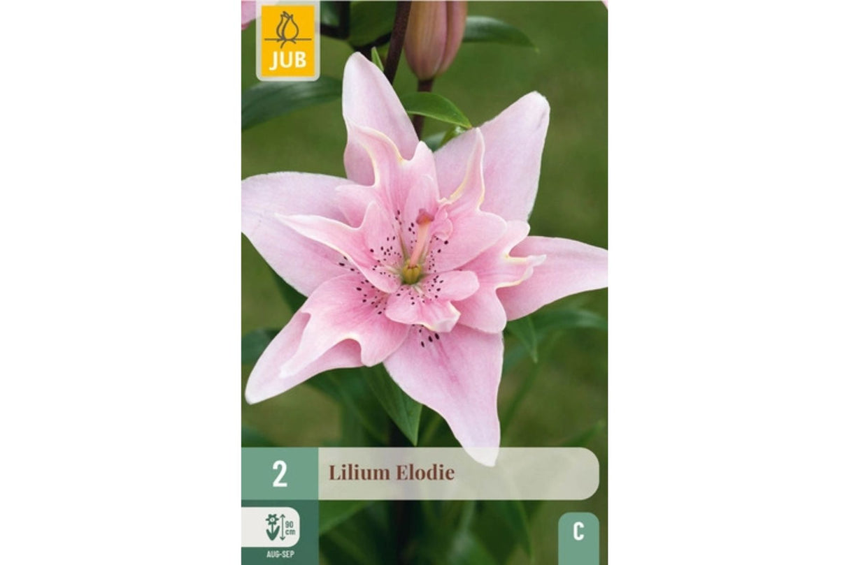 Lilium ‘Elodie’ – Dobbel rosa asiatisk lilje for bed og buketter (2 blomsterløk)