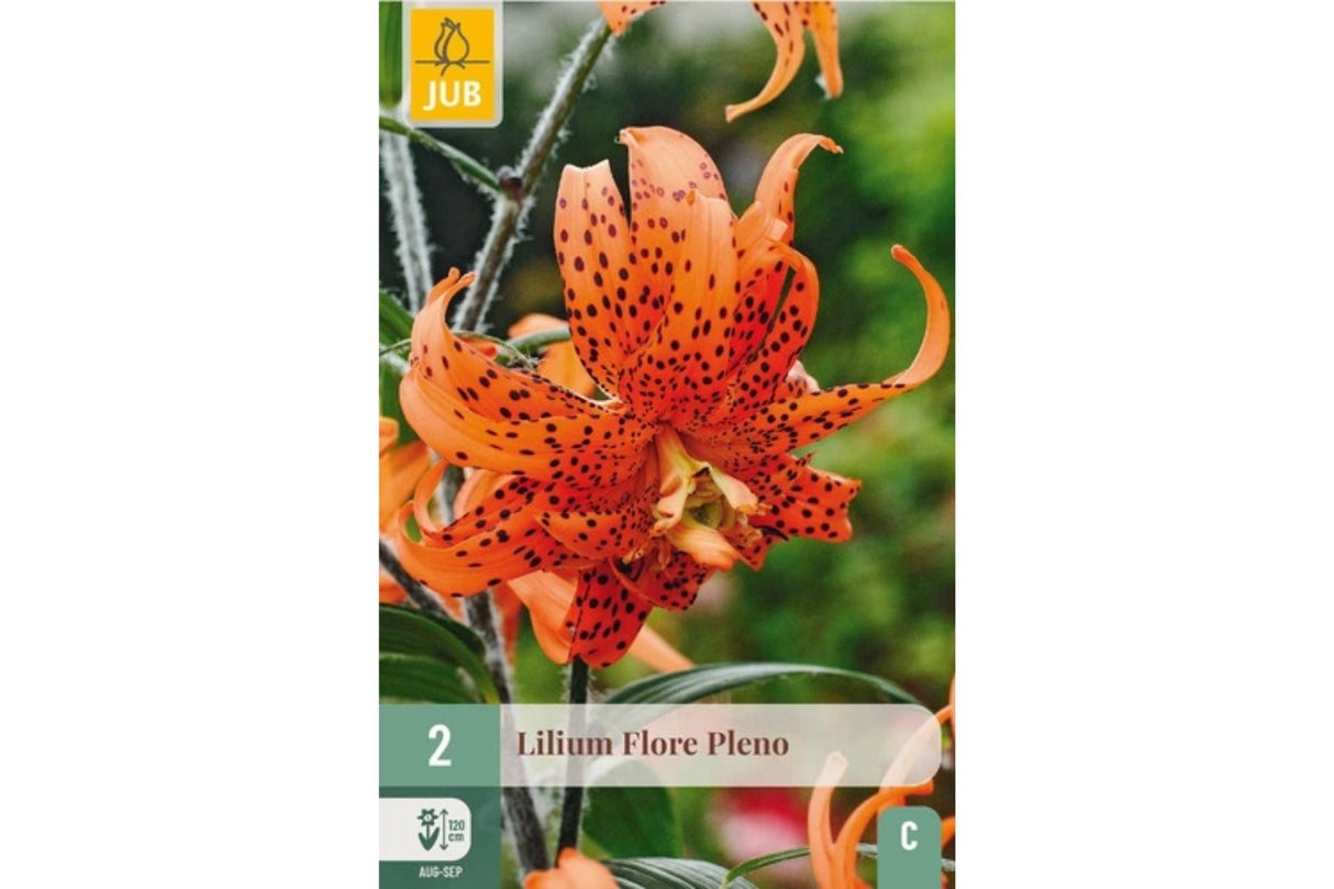 Lilium ‘Flore Pleno’ – Dobbel tigerlilje med rødoransje blomster (2 blomsterløk)