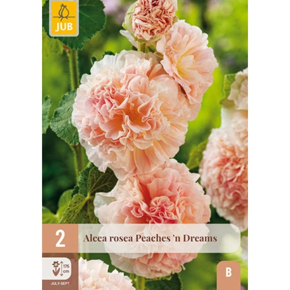 Stokkrose Peaches ’N Dreams med ferskenrosa dobbel blomstring