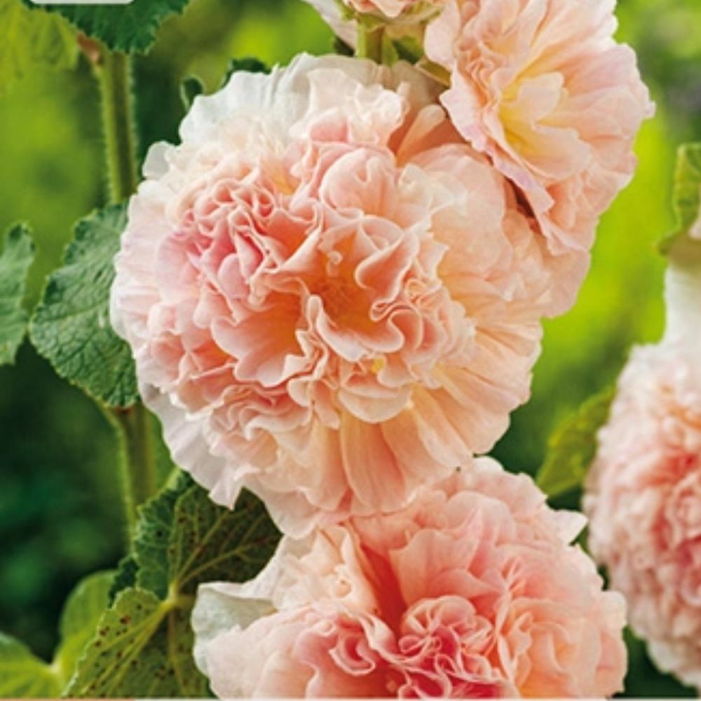 Romantisk stokkrose i kremhvitt og rosa mot husvegg