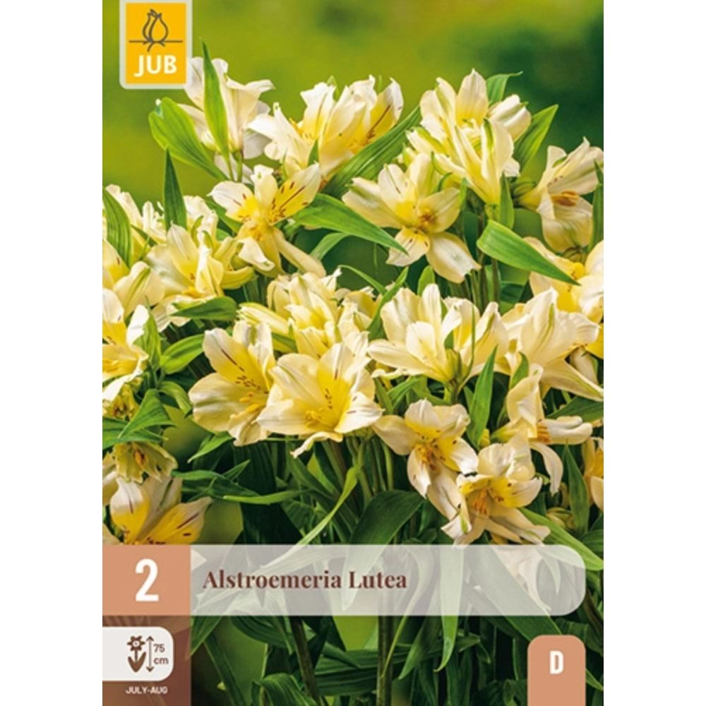 Gul inkalilje Lutea med dekorative tegninger i blomsten