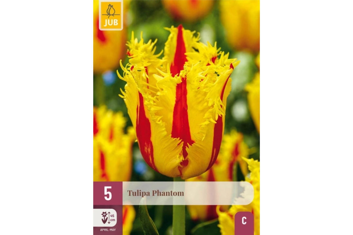 Eksklusiv tulipan ‘Phantom’ – Dyp mørklilla frynsetulipan med dramatisk uttrykk (5 løk)