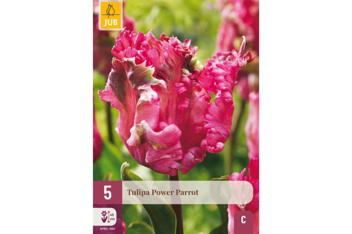 Eksklusiv tulipan ‘Power Parrot’ – Papegøyeformet tulipan i rosa og bringebær med grønne sjatteringer (5 løk)