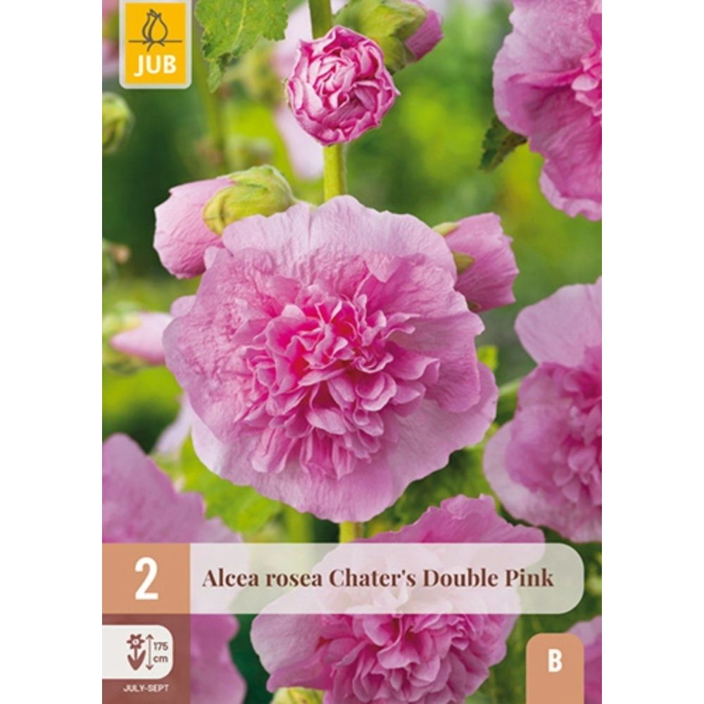 Dobbel rosa stokkrose Chater’s Double Pink i blomstring