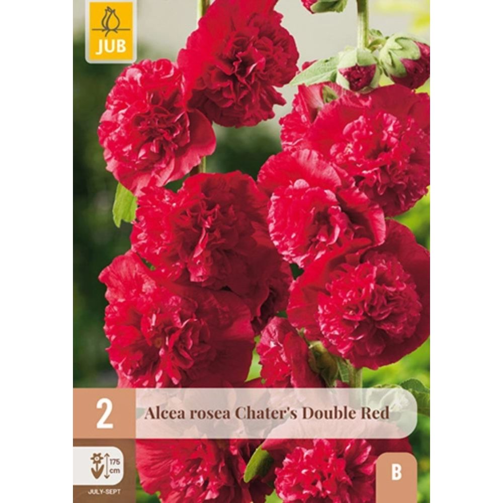 Dobbel rød stokkrose Double Red i full blomstring