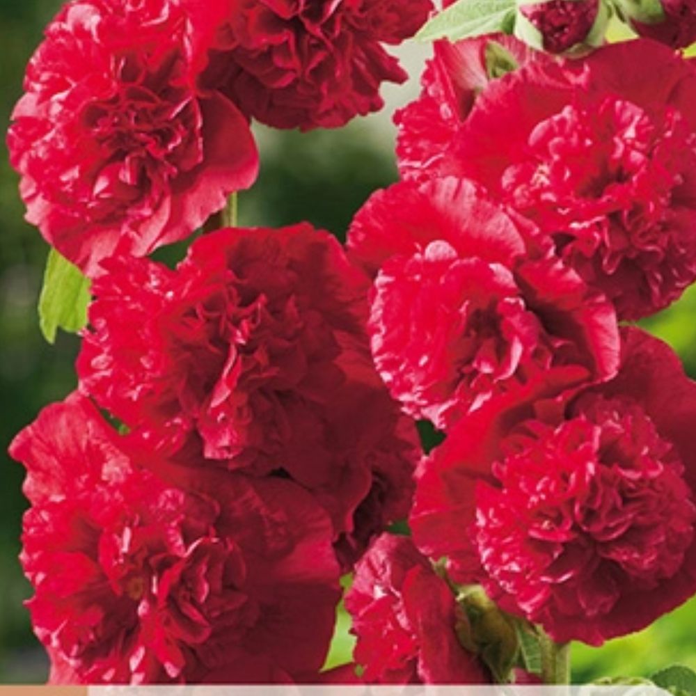 Stokkrose med fylte røde blomster langs husvegg