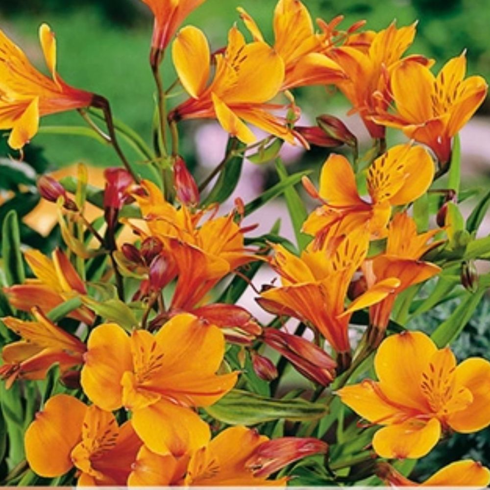 Inkalilje alstroemeria som snittblomst og bedplante