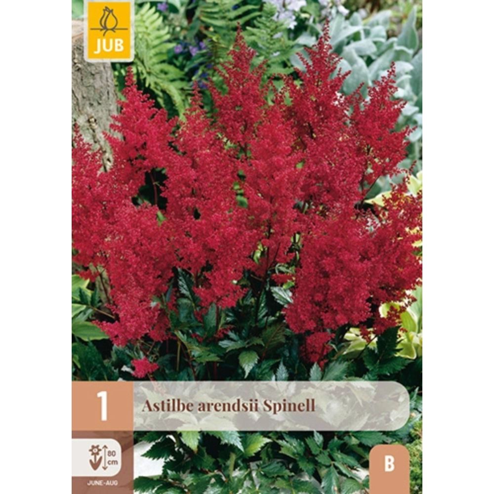 Arendsspir Spinelli med lilla blomsterspir i skyggebed