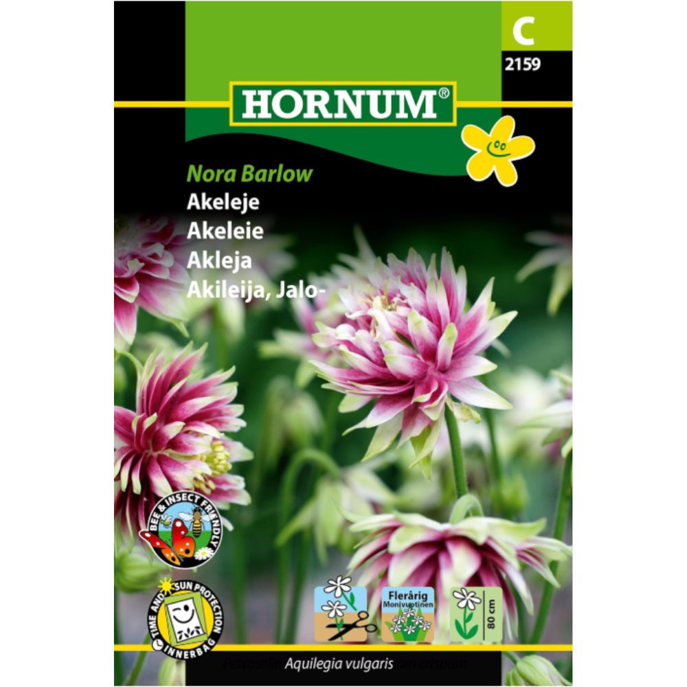 Akeleie ‘Nora Barlow’ med fylte rosa blomster