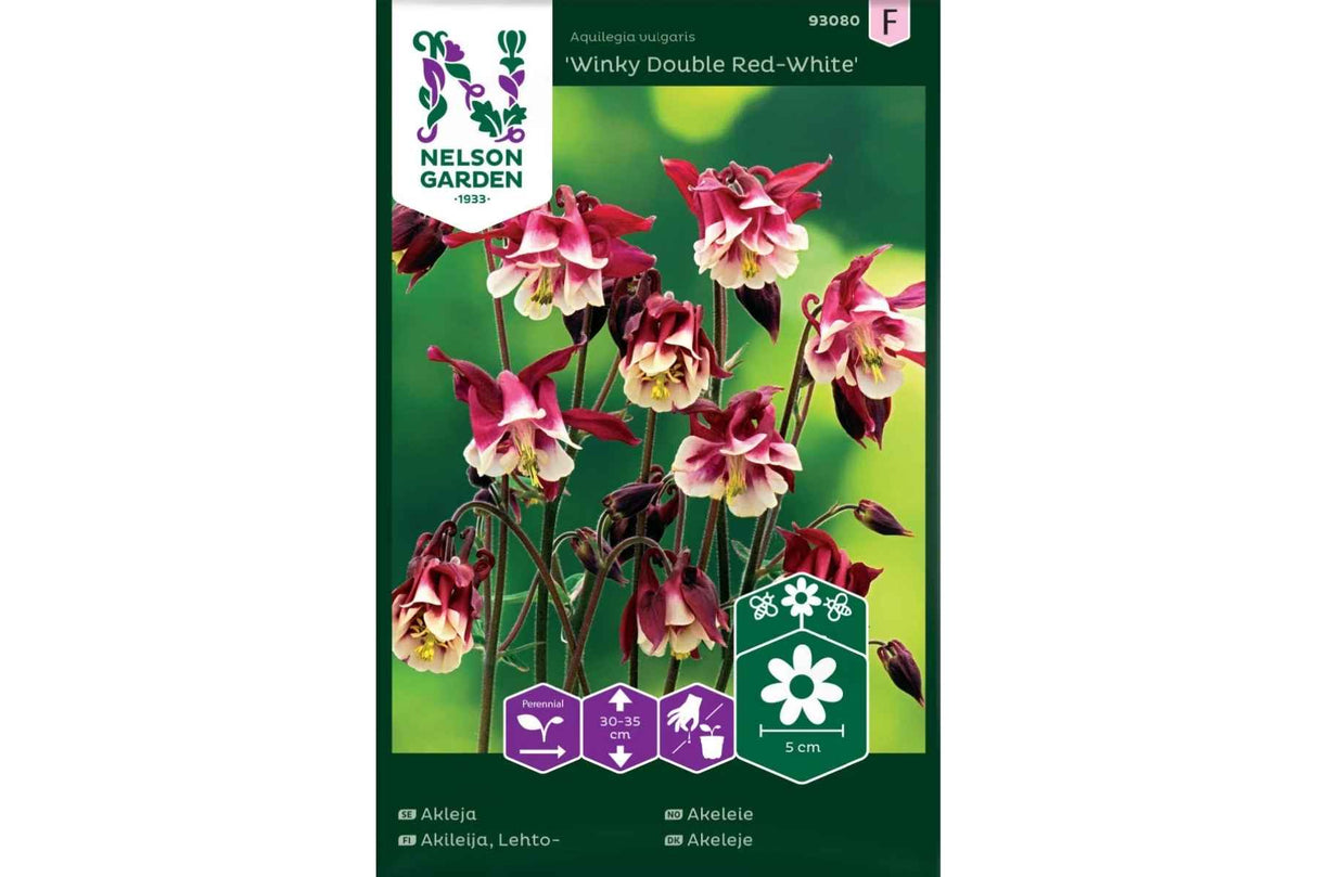 Doble akeleieblomster i rødt og hvitt på kompakt plante.