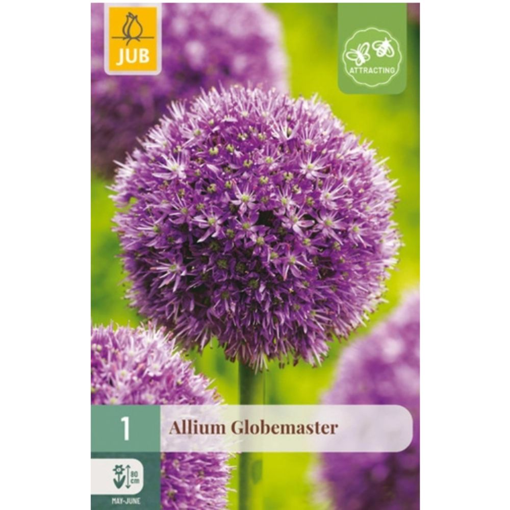 Allium ‘Globemaster’ med gigantisk kuleformet mørklilla blomst på en kraftig stilk