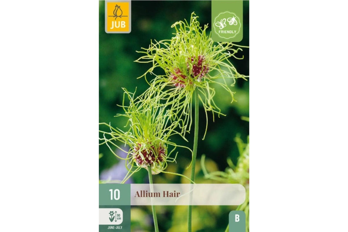 Allium ‘Hair’ – Lilla prydløk med grønne, håraktige kronblader (10 blomsterløk)