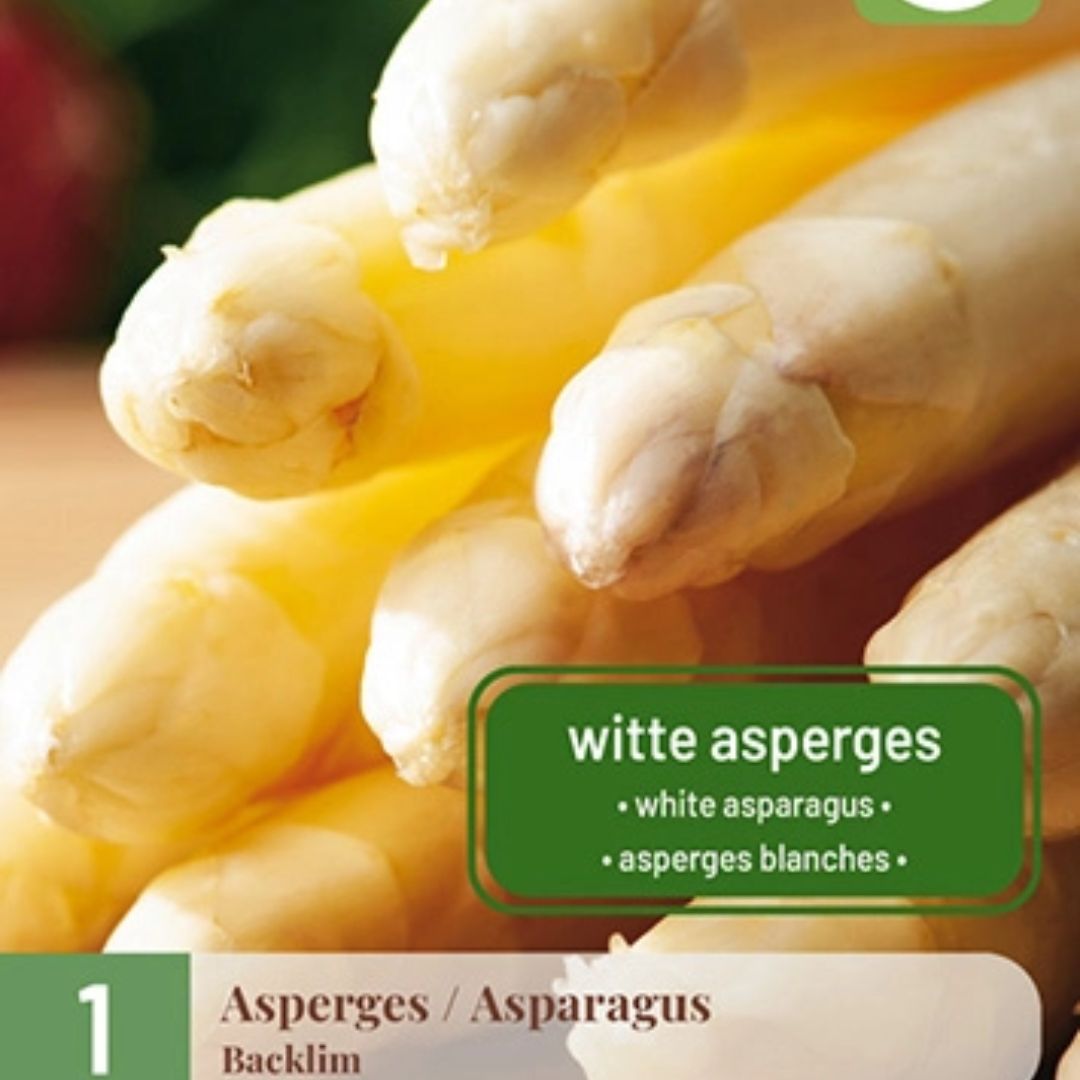 Hvit asparges ‘Backlim’ som vokser i solrik hagejord, med kraftige skudd klare for høsting.