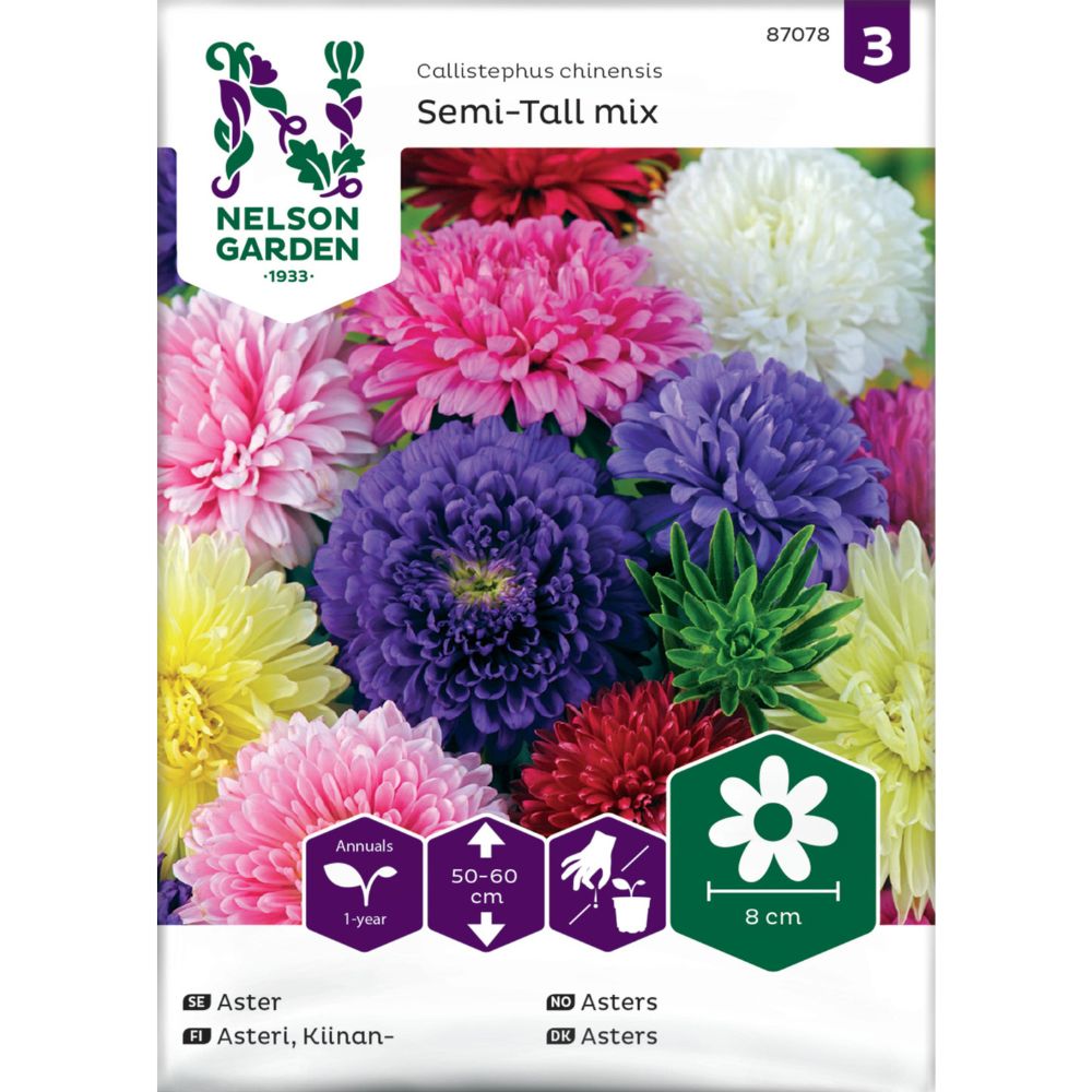 Dobbeltblomstrende asters i blandede farger