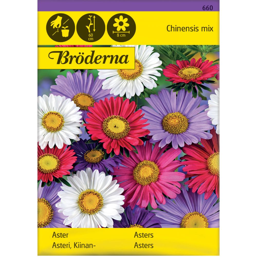 Ekeltblomstrende asters i blandede farger