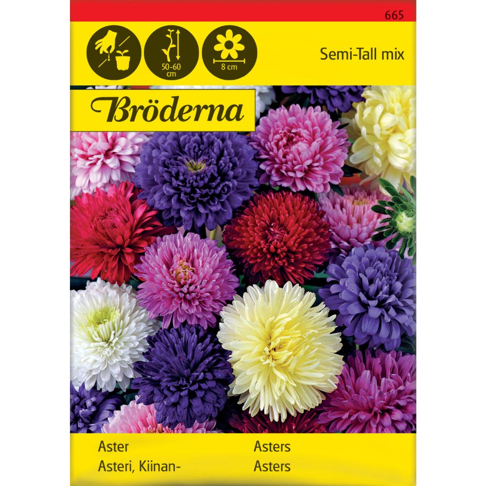 Dobbelblomstrende asters i blandede farger i blomsterbed
