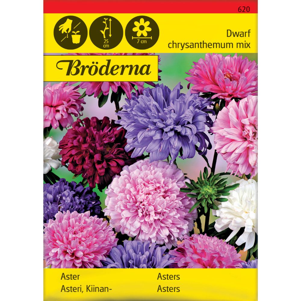 Dvergaster med blandede farger i blomsterbed