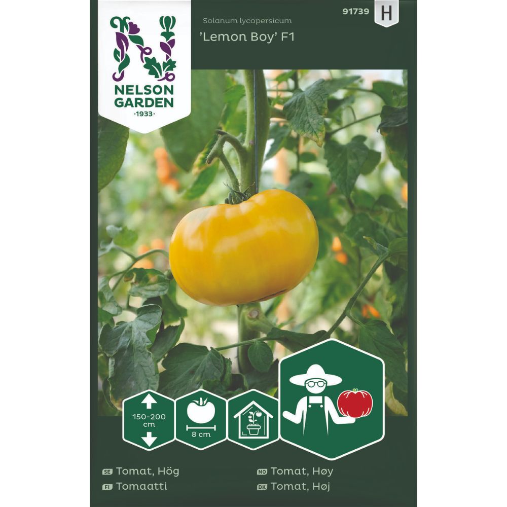 Bifftomat Lemon Boy F1 med sitrongule modne tomater på planten