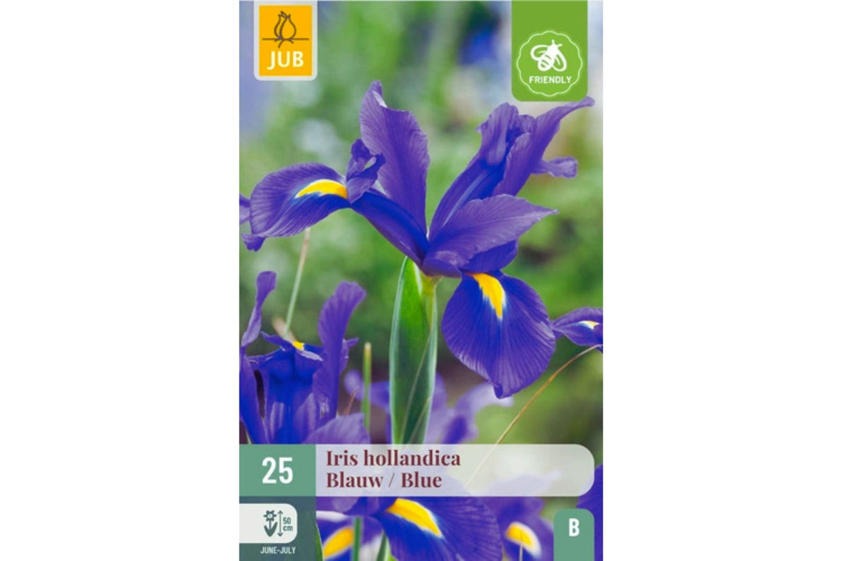 Blå Iris – Elegant Iris hollandica med dyp blå blomsterprakt (25 blomsterløk)