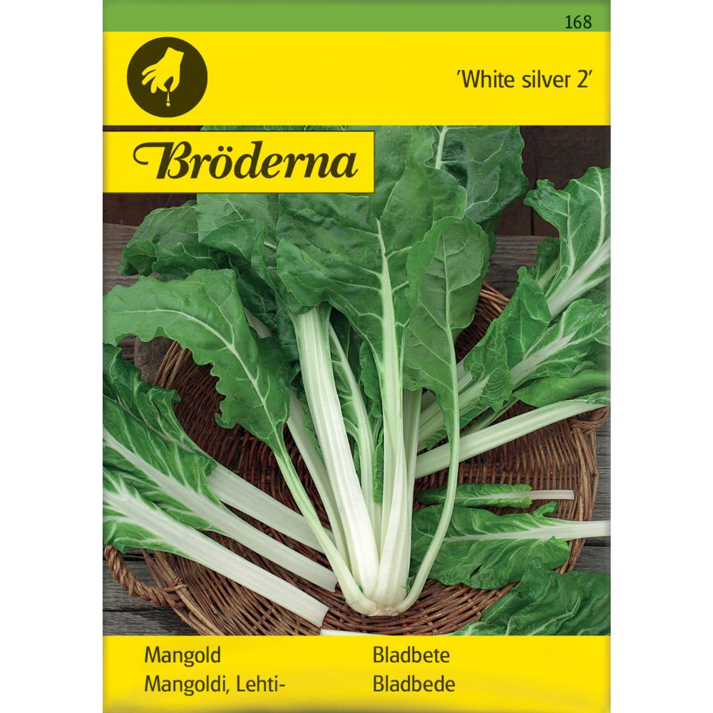 Bladbete White Silver 2 med store grønne blader og hvite stilker