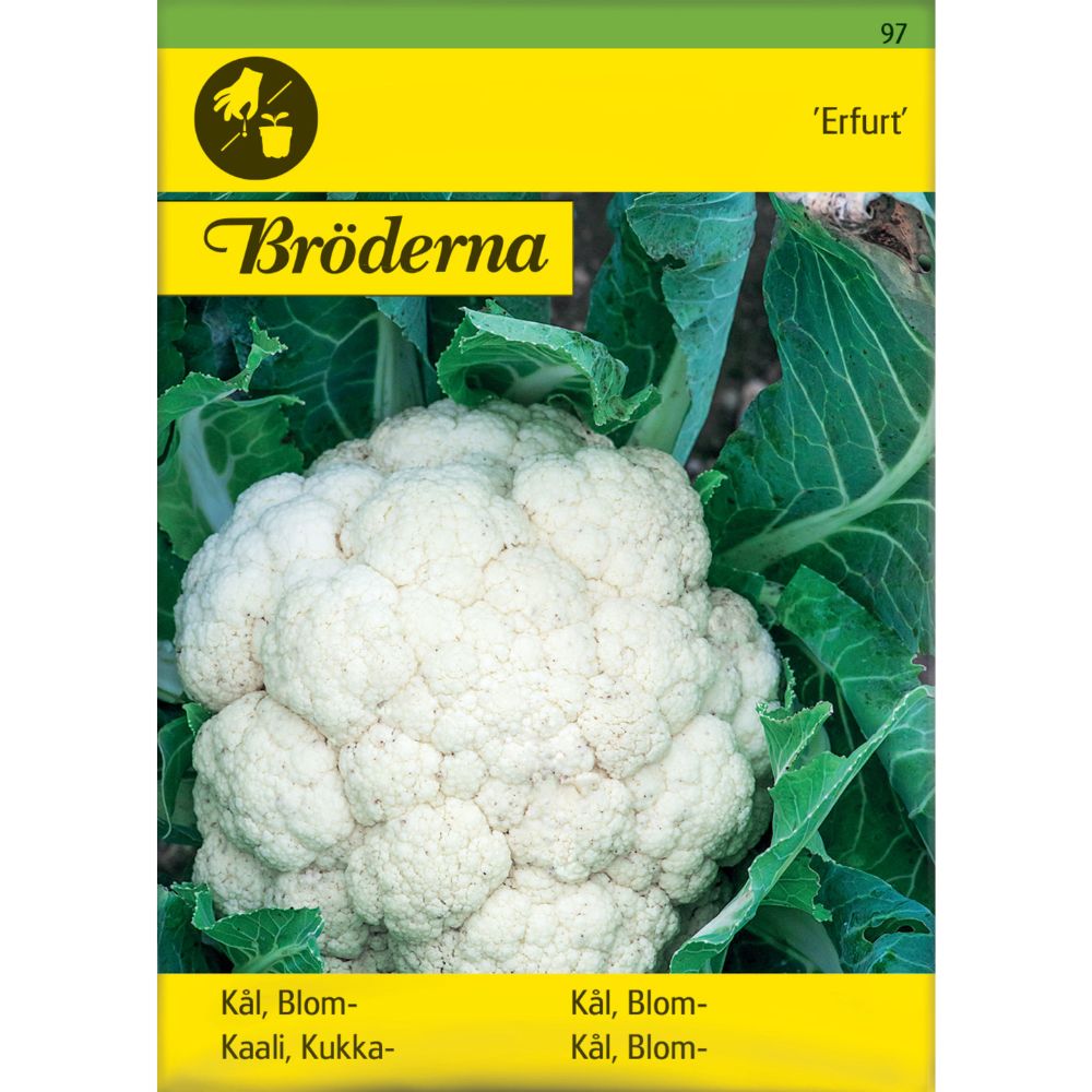 Blomkål ‘Erfurt’ med fast hvitt hode