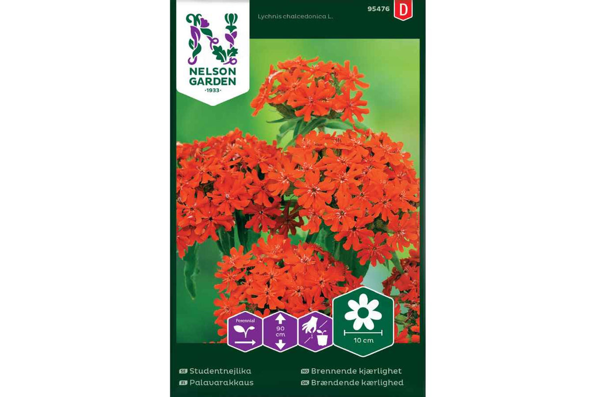 Røde blomster i klassisk, intens farge som blomstrer frodig.