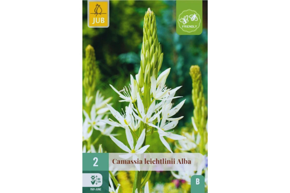 Hvite camassia-blomster som danner elegante, stjerneformede spir.