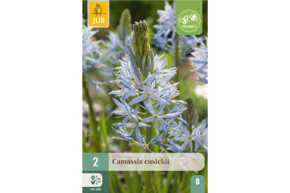 Lyseblå prærieliljer med slanke spir som blomstrer elegant.