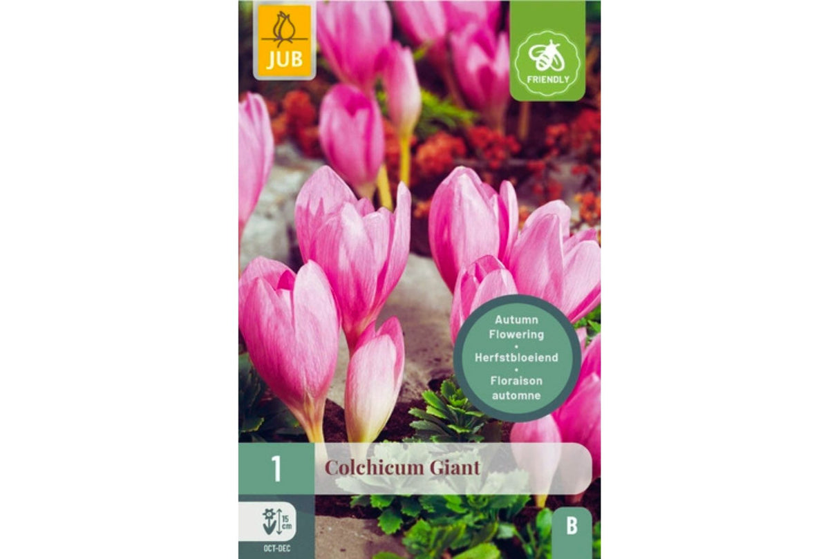 Stor, høstblomstrende Colchicum autumnale 'The Giant’ med tidløs skjønnhet.
