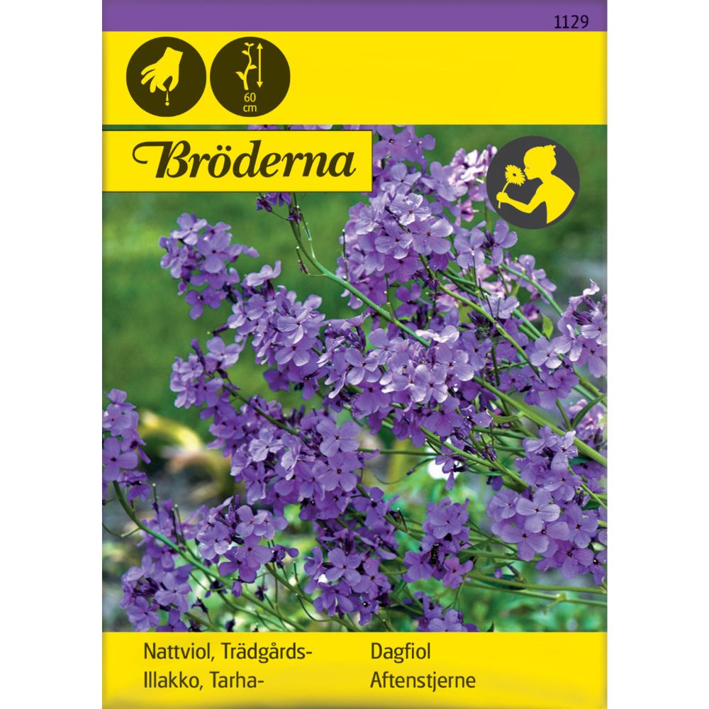 Dagfiol med fiolette blomster i hage