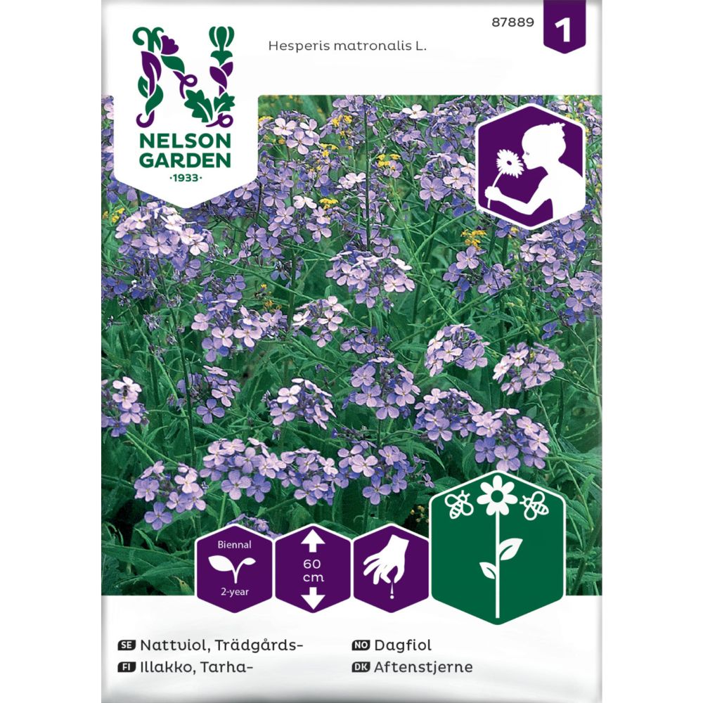 Dagfiol med fiolette blomster i hage