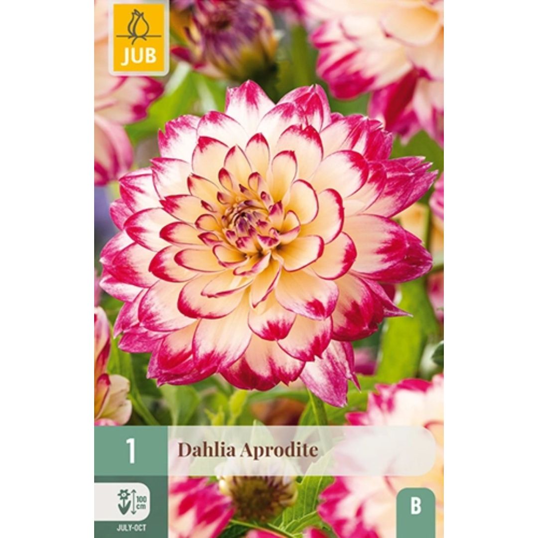 Dahlia ‘Aphrodite’ med store rosa blomster og lys gul midte.