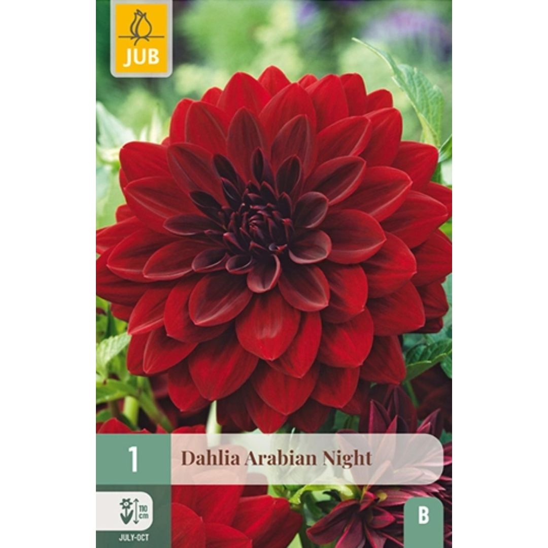 Dahlia ‘Arabian Night’ med dype burgunder-røde, nesten svarte blomster.