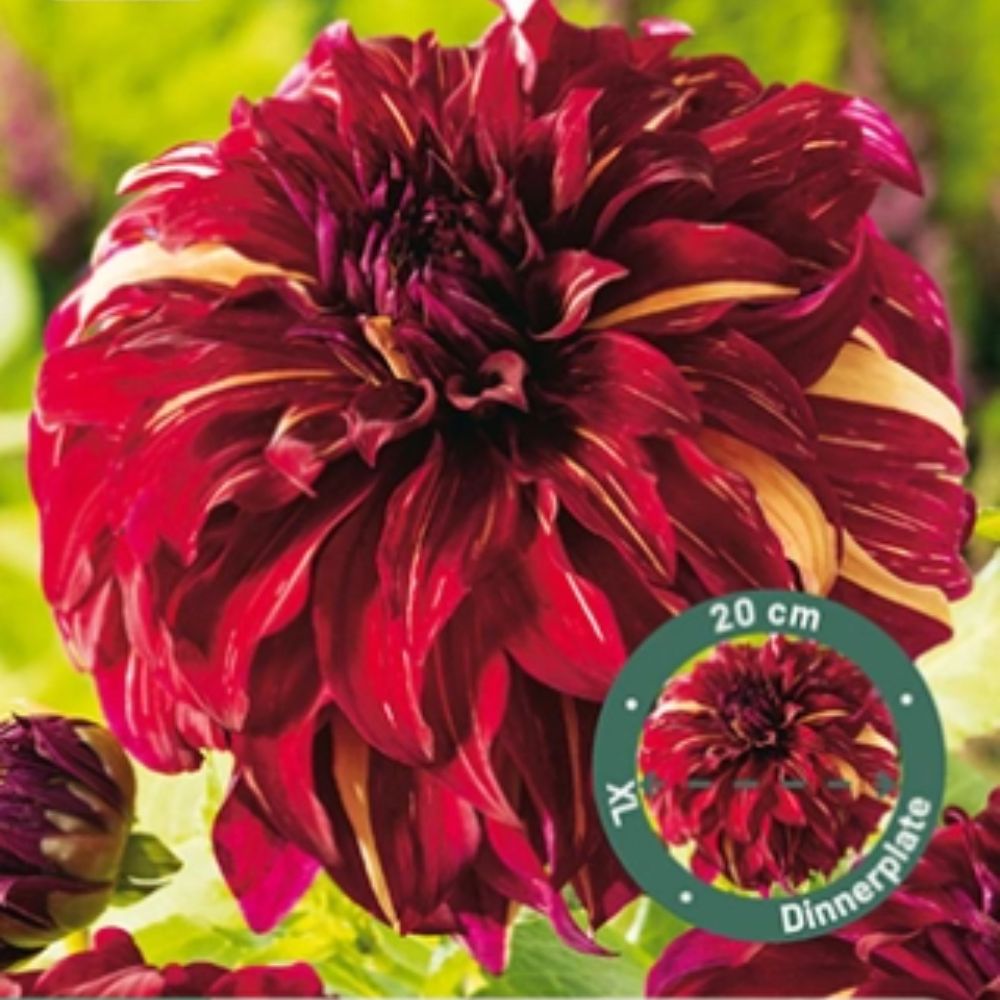 Dahlia ‘Bohemian Spartacus’ med store flammende røde blomster med gylne striper.