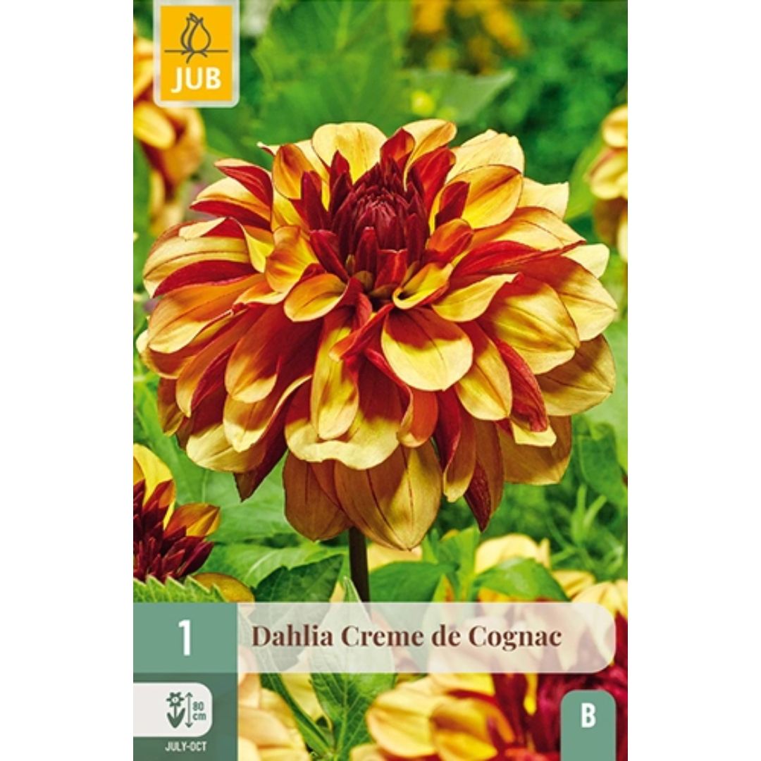 Dahlia ‘Crème de Cognac’ med fyldige blomster i varme karamelltoner.