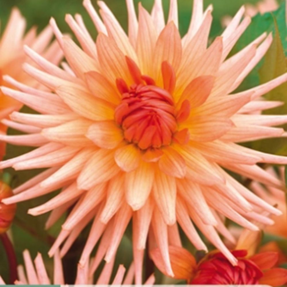 Dahlia ‘Preference’ med spisse kronblad i krem–aprikos og rosa toner.