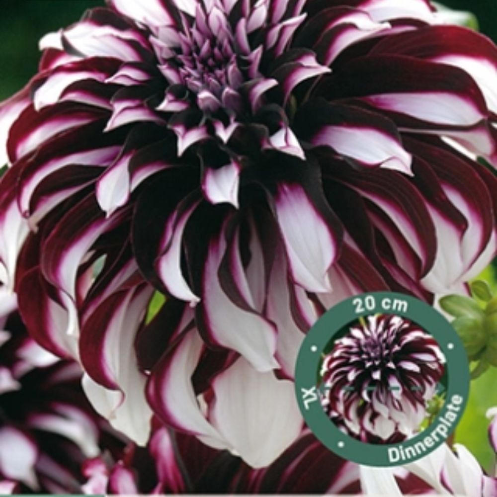 Dahlia ‘Tartan’ med burgunderrøde blomster og hvite kanter.