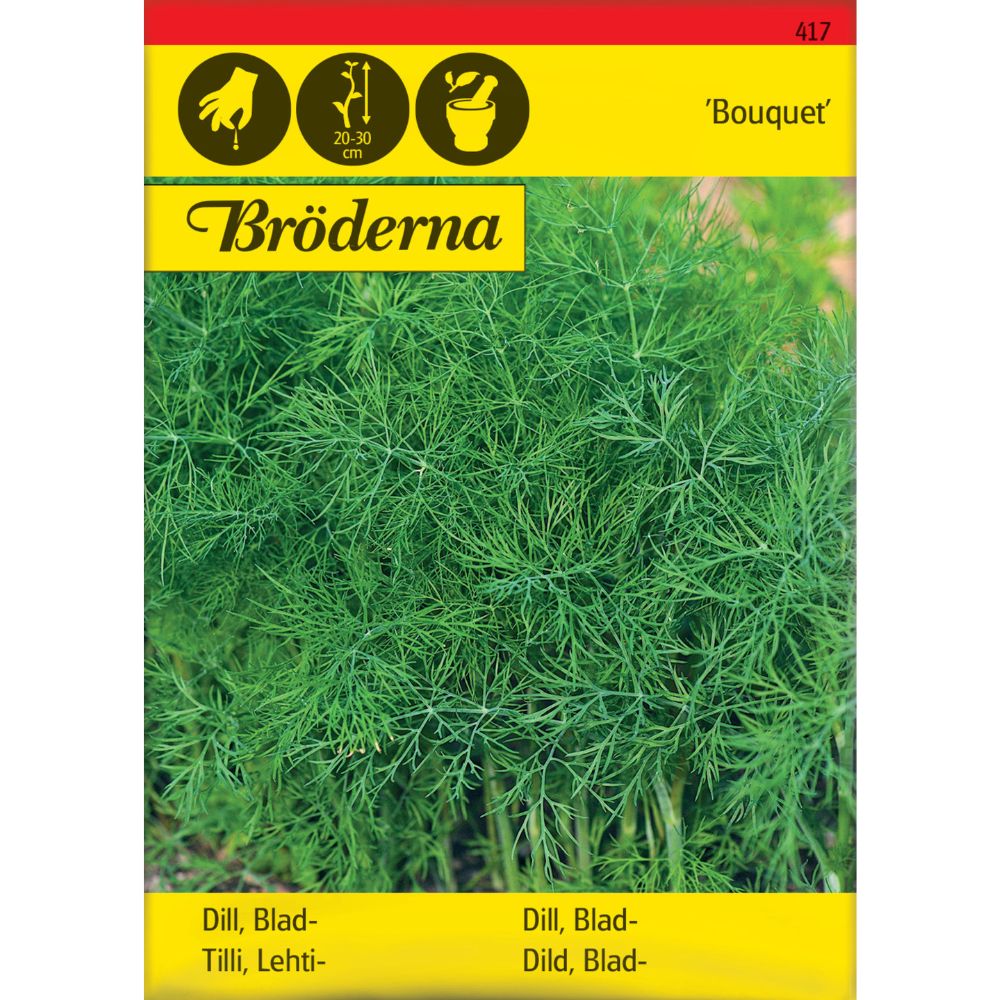 Dill Bouquet plante med grønne aromatiske blader i kjøkkenhage