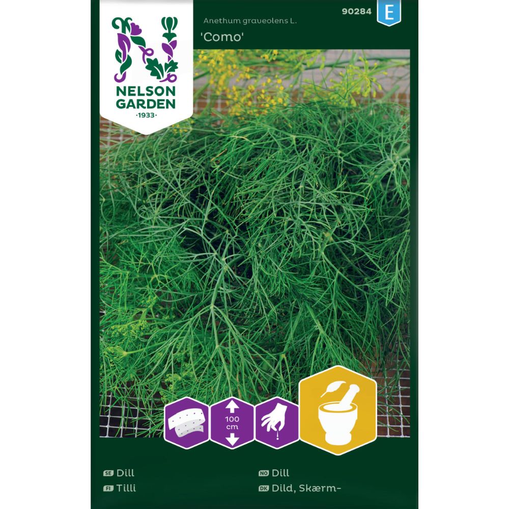 Dill ‘Como’ med frodige grønne blader i kjøkkenhage.
