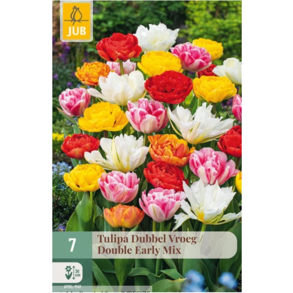 Fargeblanding av doble tidlige tulipaner med store, pionlignende blomster